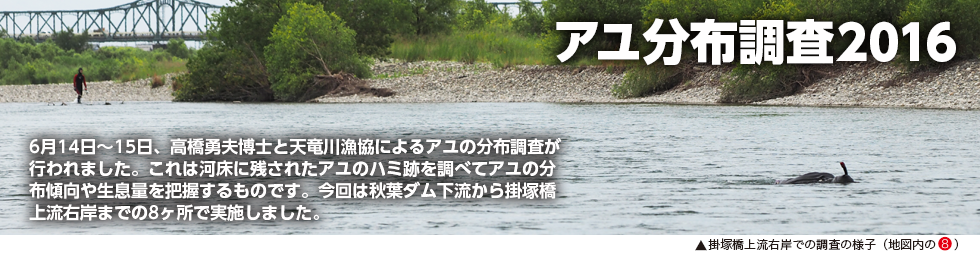 アユの分布調査2016　　6月14日から15日、高橋勇夫博士と天竜川漁協によるアユの分布調査が行われました。これは河床に残されたアユのハミ跡を調べてアユの分布傾向や生息量を把握するものです。今回は秋葉ダム下流から掛塚橋上流右岸までの8ヶ所箇所で実施しました。
