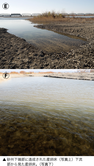 砂州下端部に造成された産卵床（写真上）下流部から見た産卵床。（写真下）